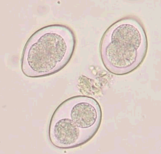 Coccidia