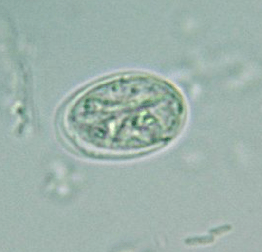 Giardia